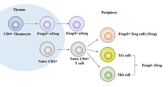 The development of Treg cells
