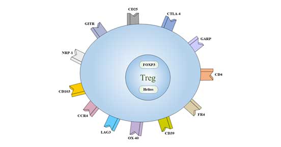 Cell markers of Treg