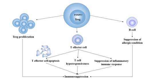 Immunosuppression of Treg cells