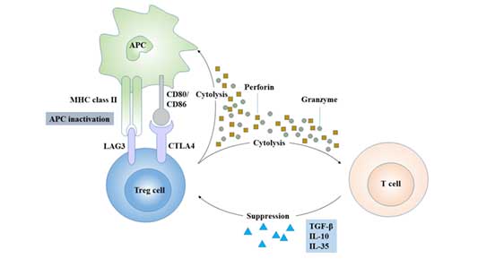 Regulatory mechanism of Treg cells