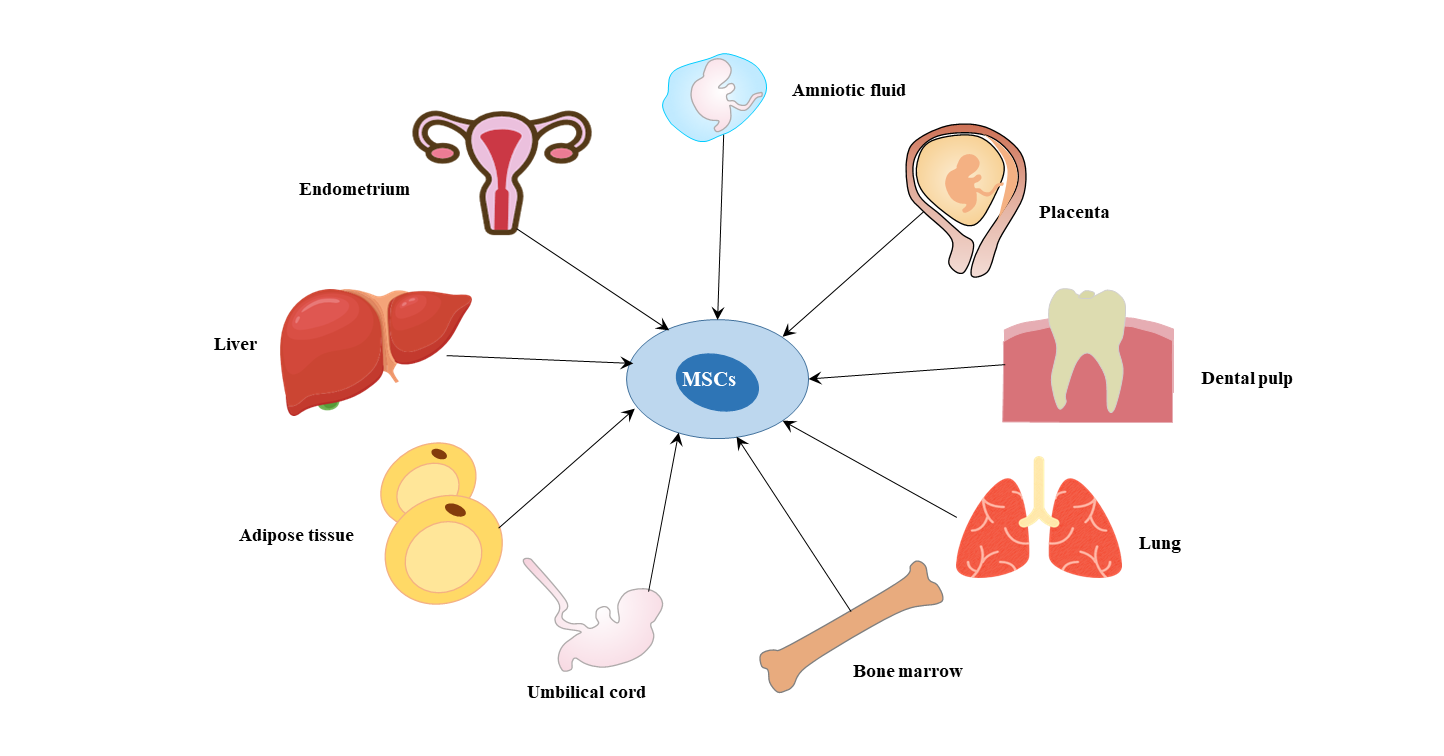 Surface Markers of Mesenchymal Stem Cells