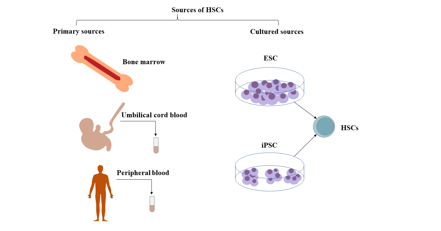 Hematopoietic Stem Cell Surface Marker