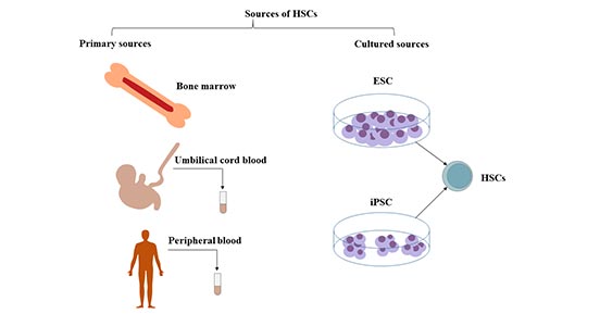 Sources of hematopoietic stem cells