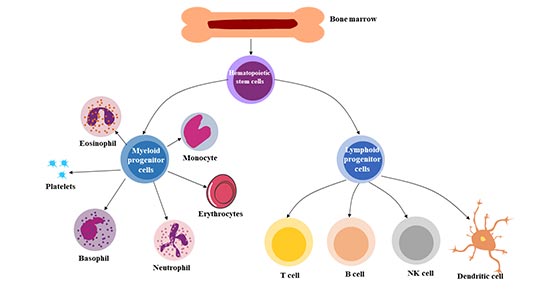 The pluripotency of hematopoietic stem cells