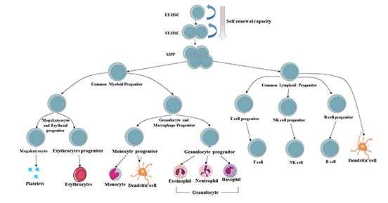 Hierarchy of human hematopoietic system