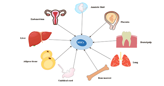 The origin of mesenchymal stem cells