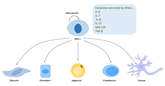 The self-renewal and multidirectional differentiation potential of MSCs