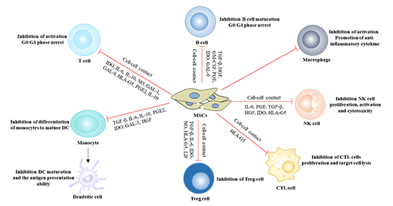 Immunomodulatory effect of mesenchymal stem cells