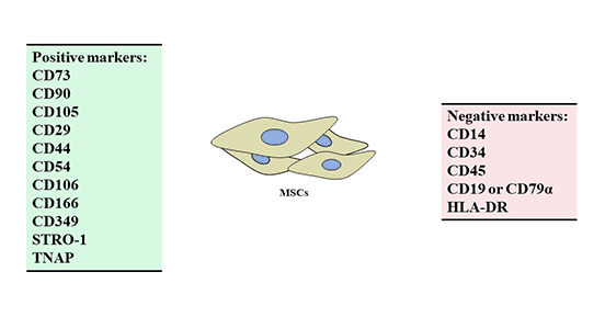 Positive and negative markers of mesenchymal stem cells (MSCs)