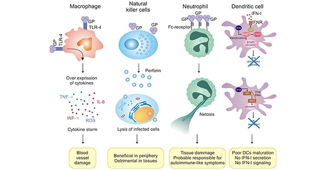Abnormal Regulation of Innate Immune Cells in Ebola Virus Infection