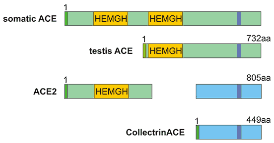 ACE2, The Hottest Target of SARS-CoV-2 Invasion