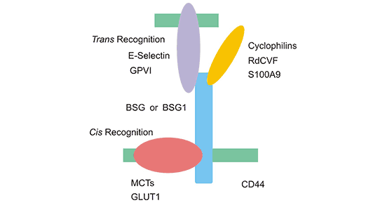 CD147, a New Target of SARS-CoV-2 Invasion