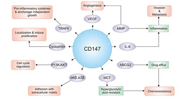 The collection of CD147 biological function
