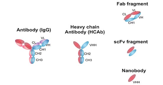 Structures and schematic representation of antibodies and antibody fragments