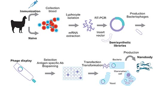 Nanobody production scheme using a phage display library