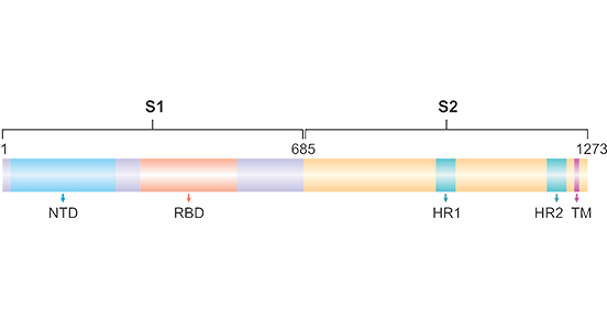 Schematic showing structural organization of SARS-CoV-2 spike protein