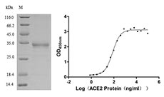 Recombinant SARS-CoV-2 Spike glycoprotein(S) (V367F)