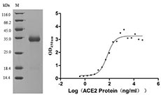 Recombinant SARS-CoV-2 Spike glycoprotein(S) (G476S)