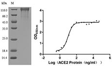 Recombinant SARS-CoV-2 Spike glycoprotein(S) (D614G)
