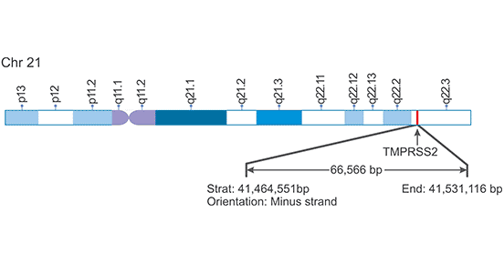 A schematic diagram of TMPRSS2 genomic location