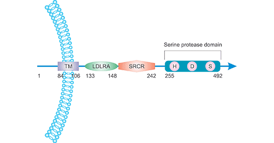 The location and structure of TMPRSS2 protein