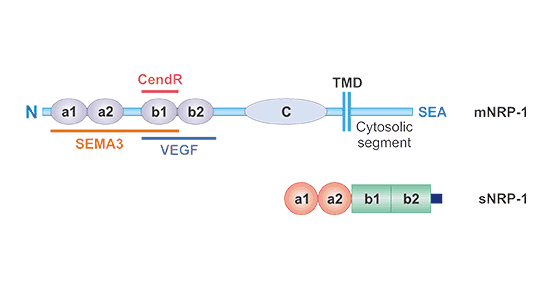 New Mechanism, NRP1 Enhances the Ability of SARS-CoV-2 Infection