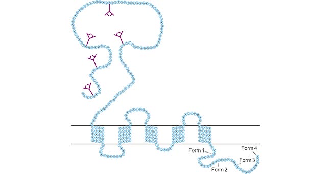 CD47, A New Target for Tumor Immune