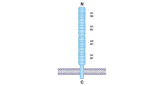 Structure of CD40 protein