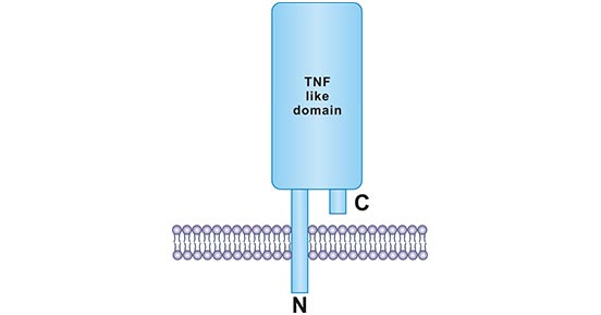 Structure of CD40L protein
