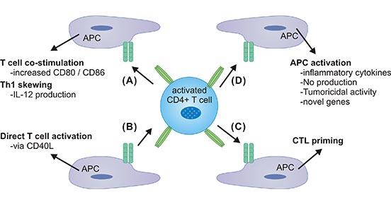 CD40 and CD40L interaction on APCs