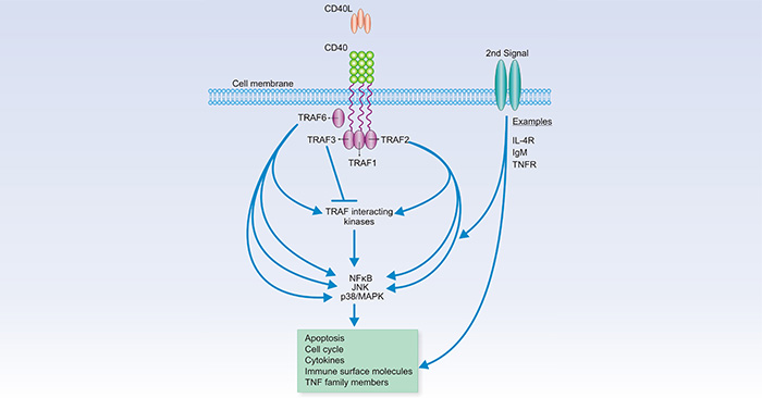 The CD40 signaling system