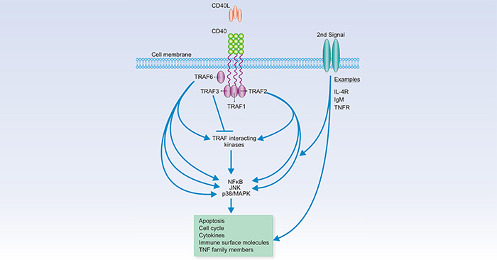 The CD40 signaling system