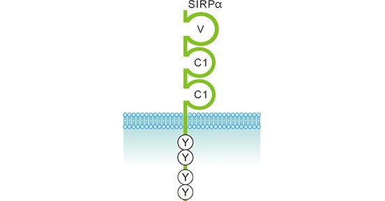 The structure of SIRPα