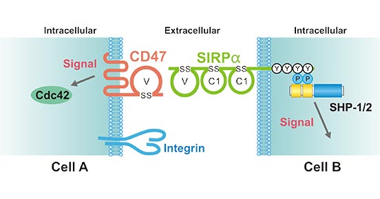The CD47–SIRPα signaling system