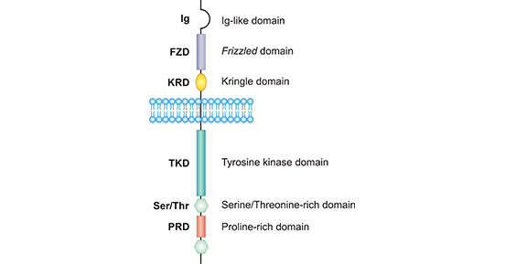 The structure of ROR1