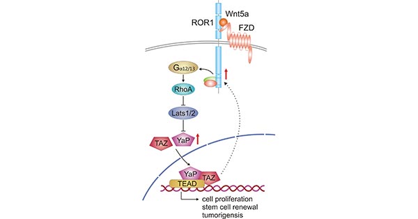 Crosstalk between Wnt5a-ROR1 signaling and YAP/TAZ signaling pathway