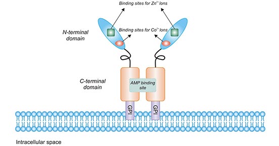 CD73, What a Powerful Therapy Target in Tumor Immune