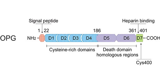 Osteoprotegerin (OPG): What is Its Potential as a Biomarker or Therapeutic Target?