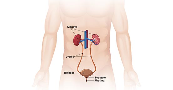 Bladder Cancer: Insights into Molecular Biology,Signaling Pathways, and Biomarkers