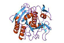 Proteinase K and Its Market Development