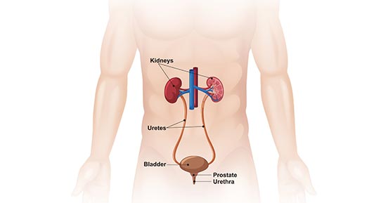 Male urinary system