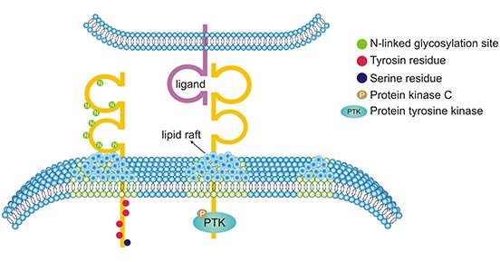 Three domains of CD226 molecular