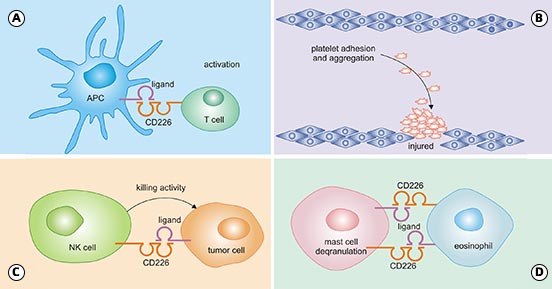 CD226 function on NK, CD8 + T cells, and APCs