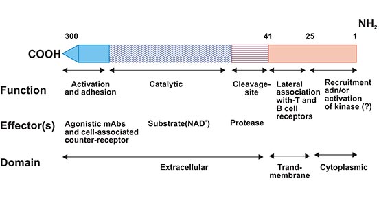 Schematic representation of CD38 structure