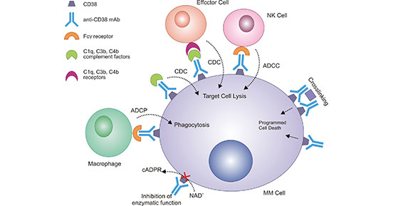 Mechanism of CD38 monoclonal antibody in multiple myeloma