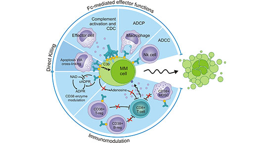 CD38 signaling pathway in the solid tumors