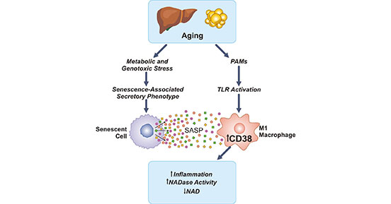 CD38 in the age-related NAD decline