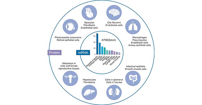 Tissue-specific expression of human CD73