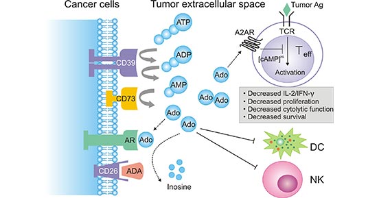  a diagram of extracellular adenosine metabolism in tumor-induced immune suppression 