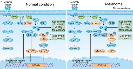 signaling pathways in melanoma